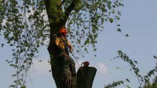 kappen rooien van een boom in tilburg